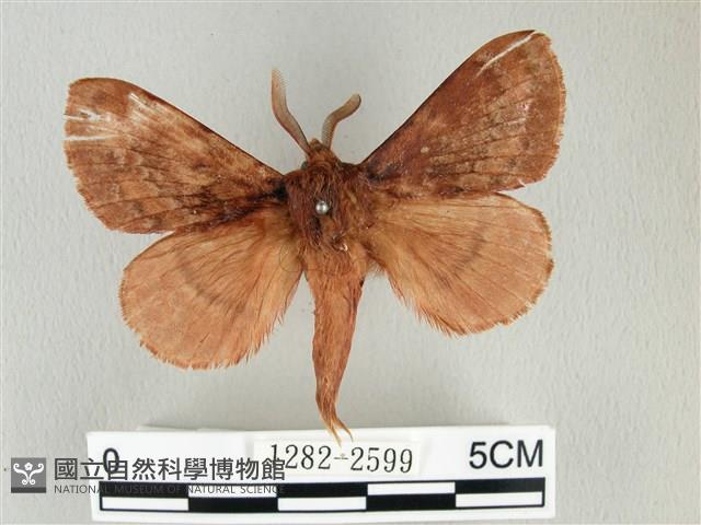 鋸紋枯葉蛾藏品圖，第1張