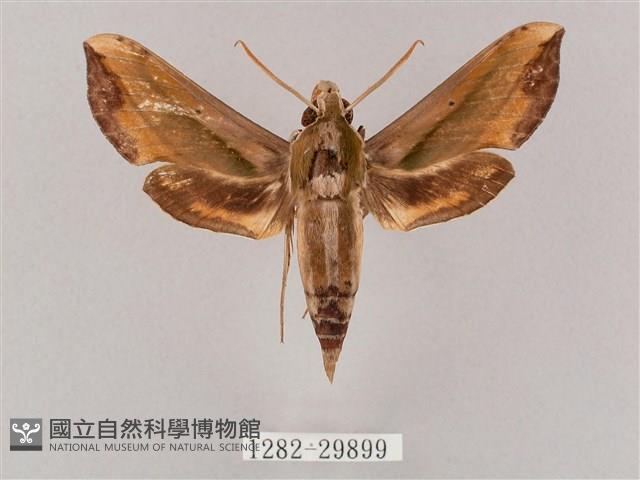 斜綠天蛾藏品圖，第1張