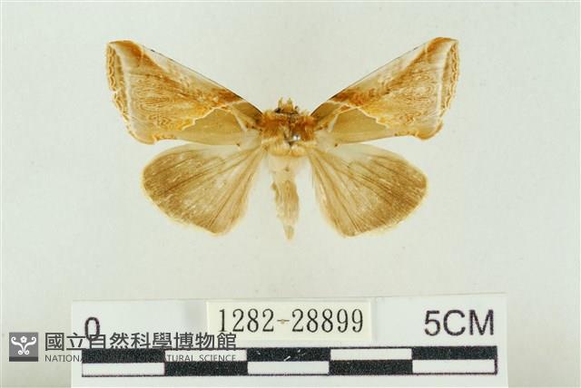 印華波紋蛾藏品圖，第1張