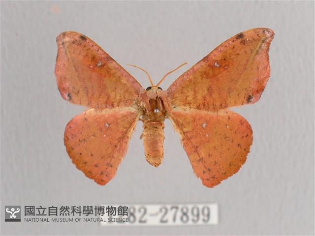 接骨木帶鉤蛾藏品圖，第1張