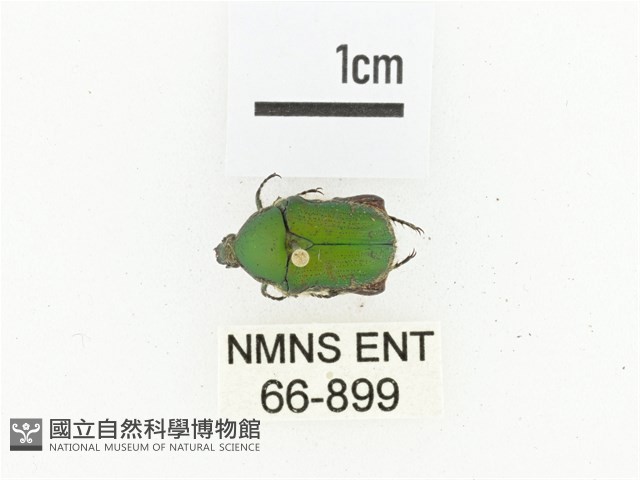臺灣小綠花金龜藏品圖，第1張