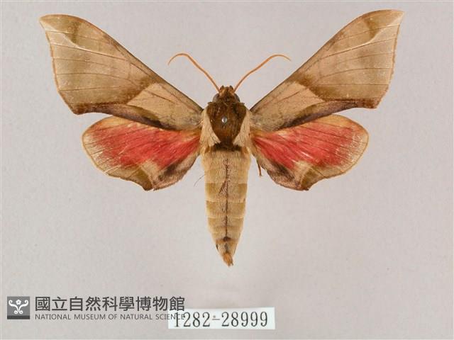 榆綠天蛾藏品圖，第1張