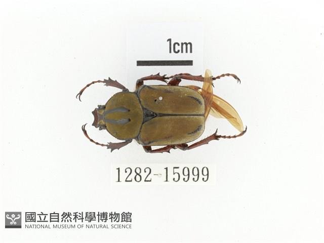 臺灣角金龜藏品圖，第1張