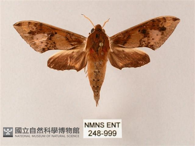 雙斑白肩天蛾藏品圖，第1張