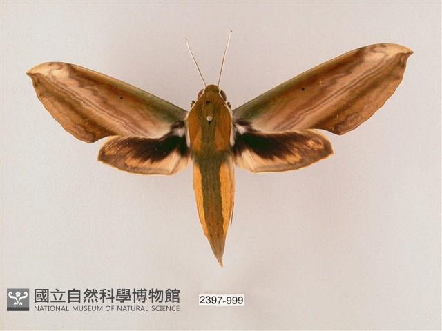 綠背斜紋天蛾藏品圖，第1張