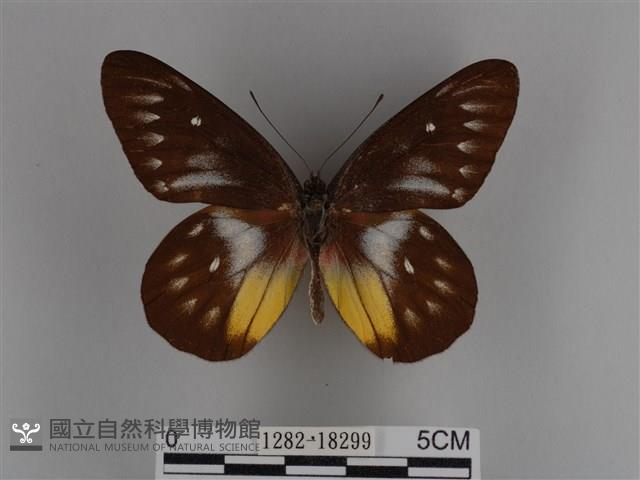 豔粉蝶藏品圖，第1張