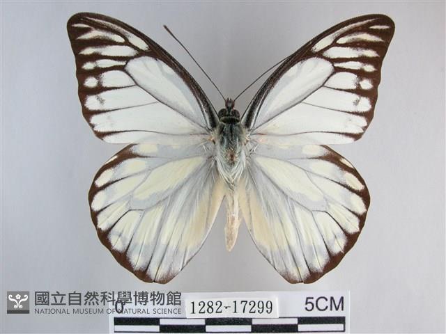 鋸粉蝶藏品圖，第1張