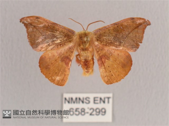 銀端帶鉤蛾藏品圖，第1張