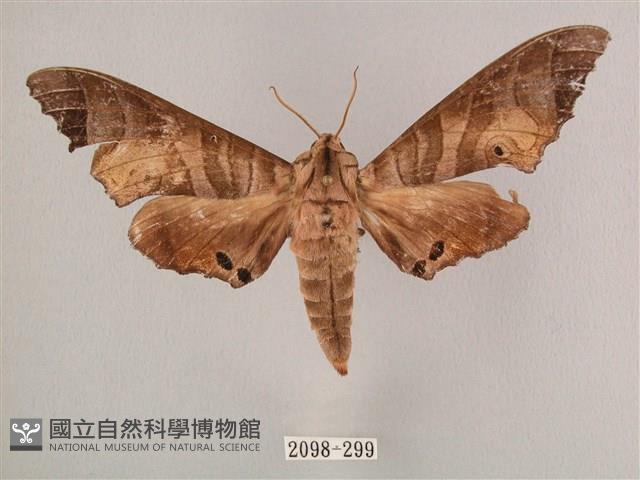 黑角六點天蛾藏品圖，第1張