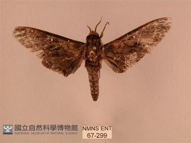 白星天蛾藏品圖，第1張