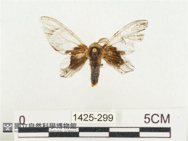 榕透翅毒蛾藏品圖，第1張