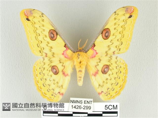 黃豹天蠶蛾藏品圖，第1張