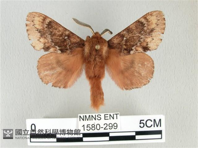 臺灣鋸紋枯葉蛾藏品圖，第1張