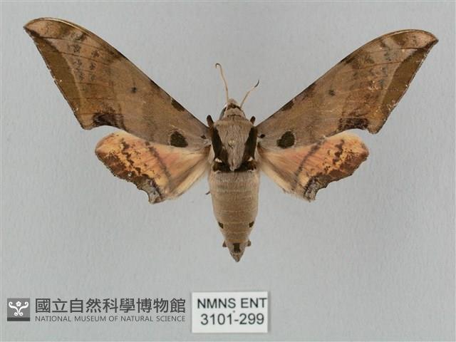 廣東鷹翅天蛾藏品圖，第1張