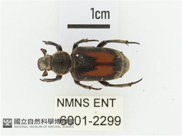 臺灣跗花金龜藏品圖，第1張