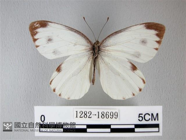 緣點白粉蝶藏品圖，第1張