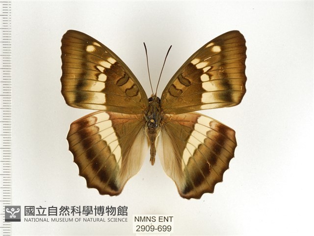 窄帶翠蛺蝶藏品圖，第1張