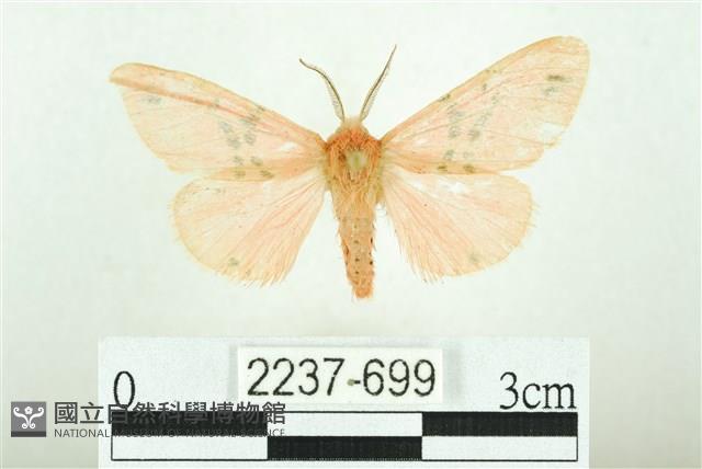 三條橙燈蛾藏品圖，第1張