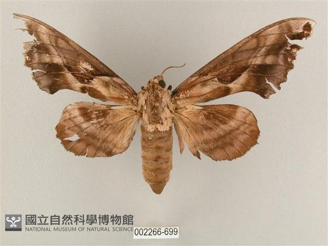 盾天蛾藏品圖，第1張