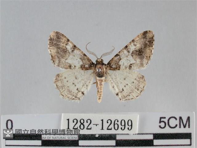 雙峰霜尺蛾藏品圖，第1張
