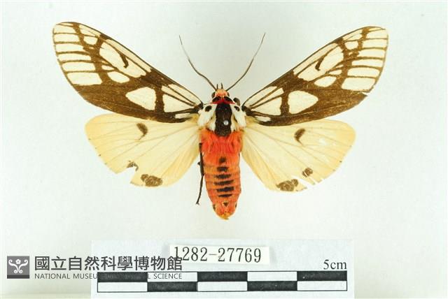 乳白斑燈蛾藏品圖，第1張