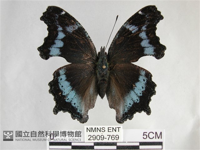 琉璃蛺蝶藏品圖，第1張