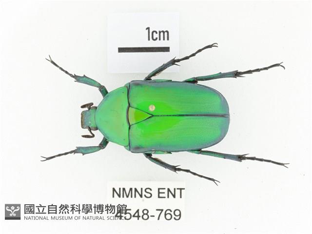 金艷騷金龜藏品圖，第1張