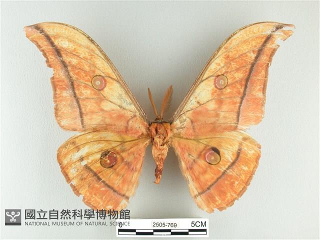 大透目天蠶蛾藏品圖，第1張
