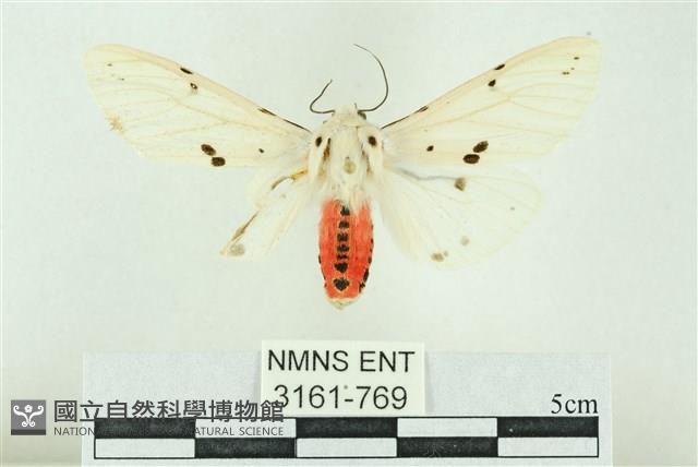 菊池污燈蛾藏品圖，第1張