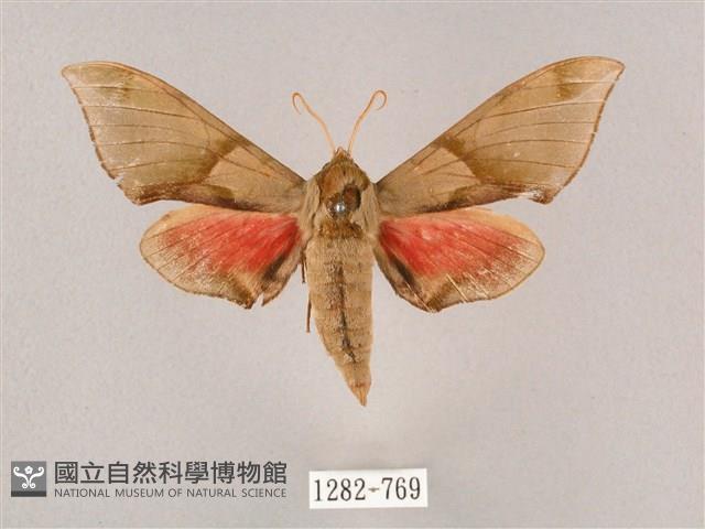 榆綠天蛾藏品圖，第1張