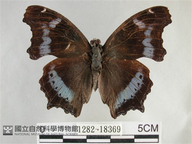琉璃蛺蝶藏品圖，第1張