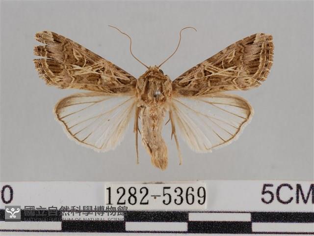 斜紋夜盜蛾藏品圖，第1張