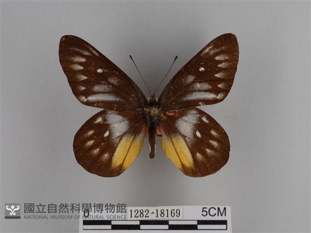 豔粉蝶藏品圖，第1張