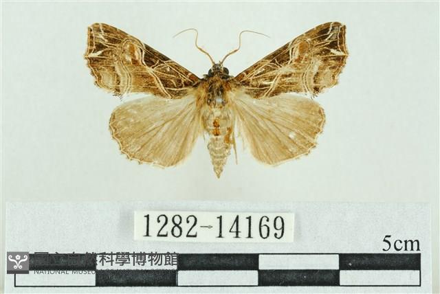 粉紅帶散紋夜蛾藏品圖，第1張