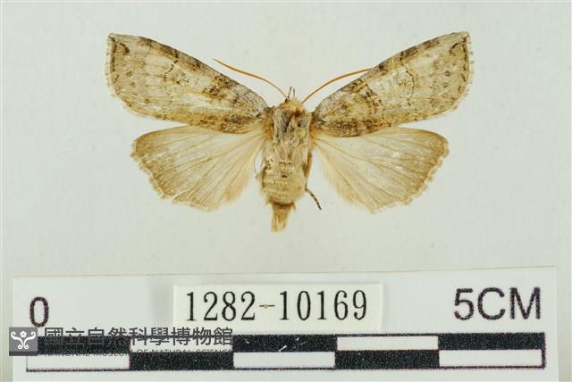 帶波紋蛾藏品圖，第1張