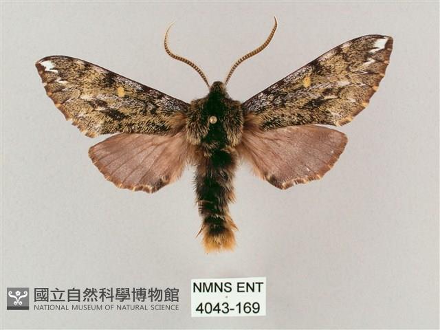 井上氏絨毛天蛾藏品圖，第1張