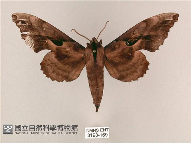 盾天蛾藏品圖，第1張