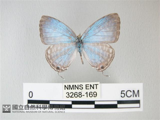 淡青雅波灰蝶藏品圖，第1張