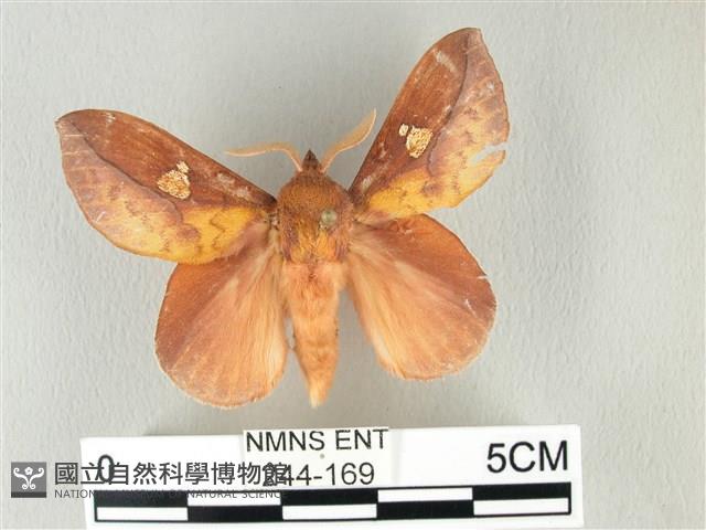 竹黃斜帶枯葉蛾藏品圖，第1張