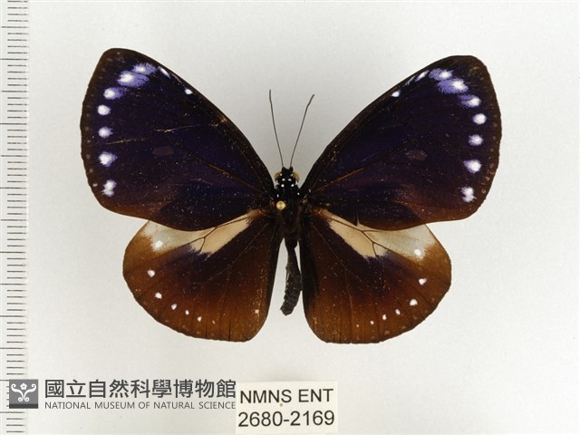 小紫斑蝶藏品圖，第1張