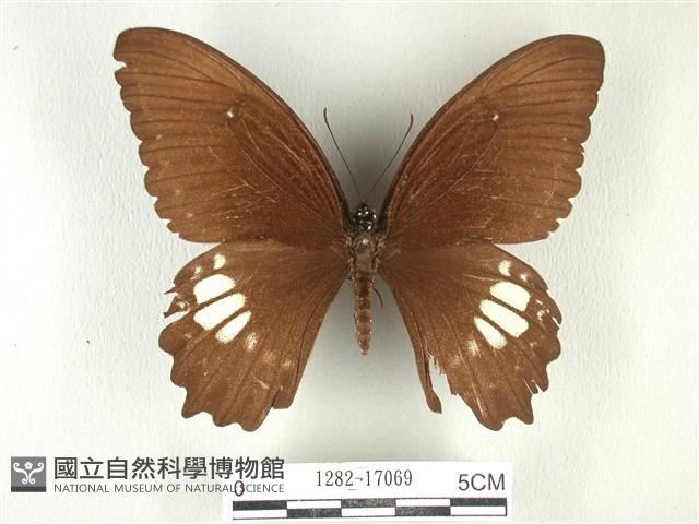 無尾白紋鳳蝶藏品圖，第1張