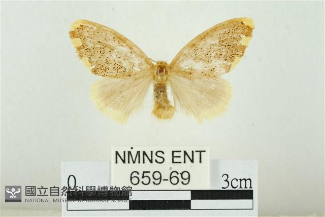 黑翅黃毒蛾藏品圖，第1張