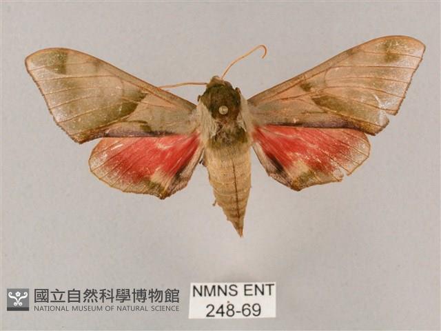 榆綠天蛾藏品圖，第1張