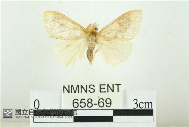 寬紋黃毒蛾藏品圖，第1張