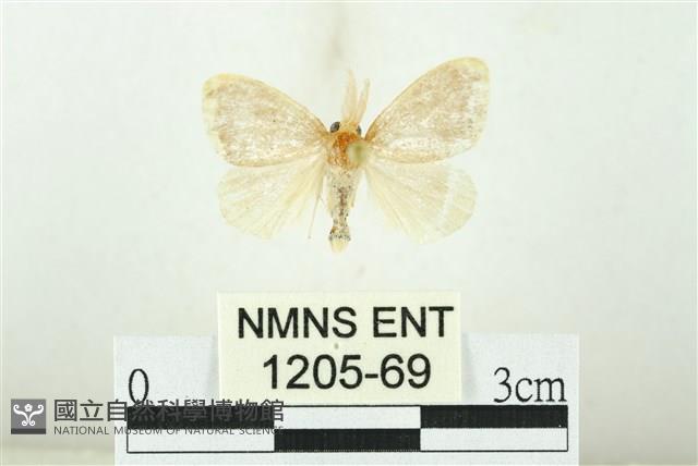 黑翅黃毒蛾藏品圖，第1張