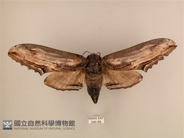 臺灣鋸翅天蛾藏品圖，第1張