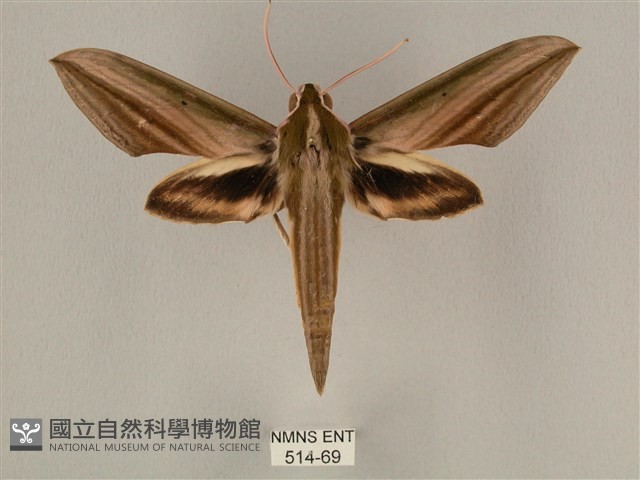 棕綠背線天蛾藏品圖，第1張