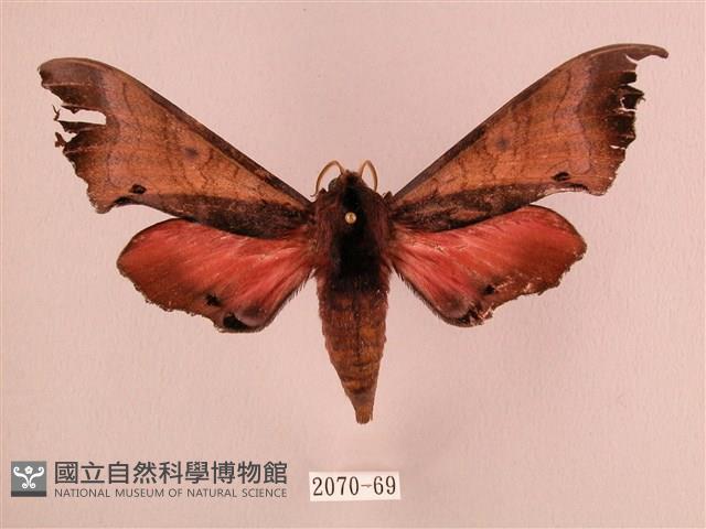 桃紅六點天蛾藏品圖，第1張