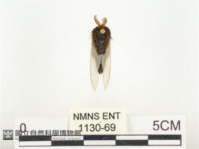 榕透翅毒蛾藏品圖，第1張