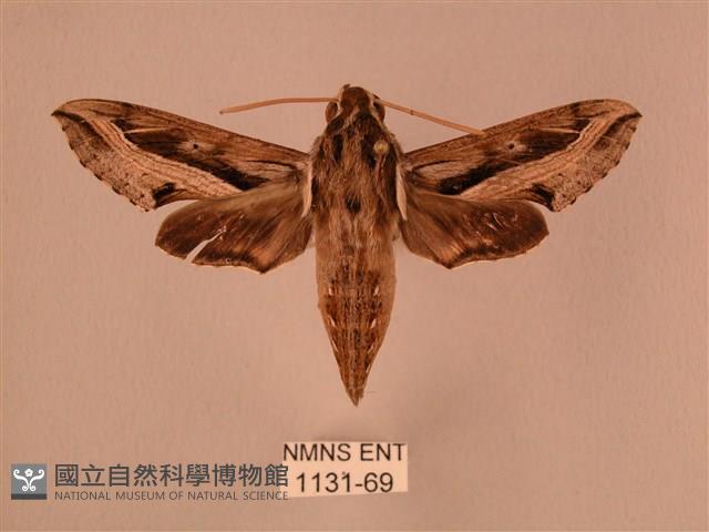 斜線天蛾藏品圖，第1張